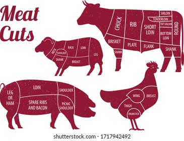 Meat Cuts Guide Illustration Vector