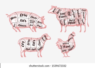 Meat cutting scheme. Butcher shop, butchery concept. Vintage vector illustration