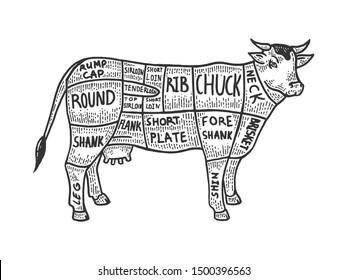 Dibujo de bovinos de diagrama de carne grabado ilustración vectorial. Imitación del estilo de pizarra. Imagen dibujada a mano en blanco y negro.