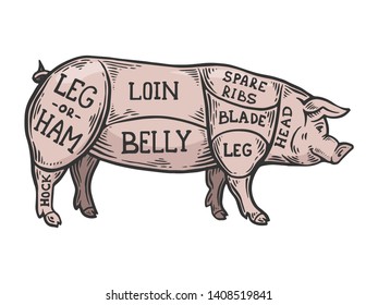Meat diagram pig color sketch engraving vector illustration. Scratch board style imitation. Black and white hand drawn image.