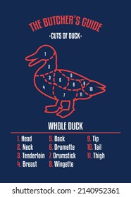 Meat and Duck cuts. Diagrams for butcher shop. Scheme of Duck. Vector illustration. Duck butcher's guide. Used for cooking steak and roast - Duck neck, tenderloin, wing, drumstick, etc.