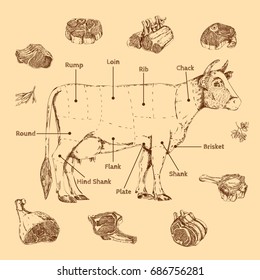 Meat hand drawn scheme of butchering beef with cow and herbs letterings on beige background vector illustration