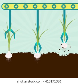 Mechanical harvesting garlic. Machine with grippers harvesting garlic. Series harvest.