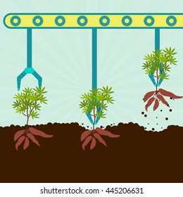 Mechanical harvesting yuccas. Machine with grippers reaping maniocs. Series harvest.