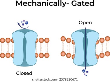 Mechanically Gated Ion Channel Design Vector Illustration