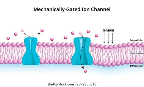 Ionenkanäle mit mechanischer Gabe - Membrantransport - Transmembran-Ionenkanal-Protein - Zellbiologie - Medizinische Vektorgrafik