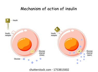 Mechanism Of Action Of Insulin In The Cell. Insulin Regulates The Metabolism And Is The Key That Unlocks The Glucose Channel. How Does Insulin Work. Vector Diagram