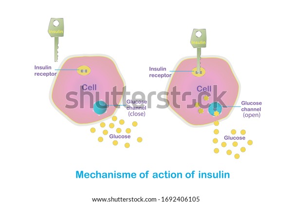 Mechanism Action Insulin How Does Insulin Stock Vector (Royalty Free ...