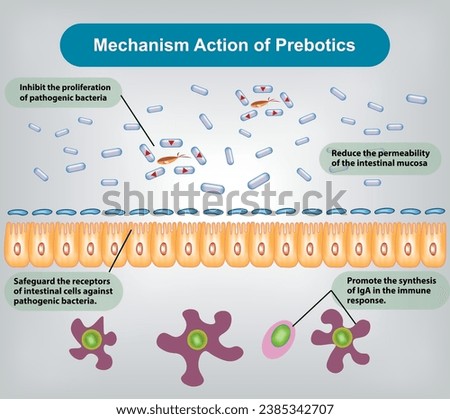 Mechanism of action of Prebiotics Vector and Illustration