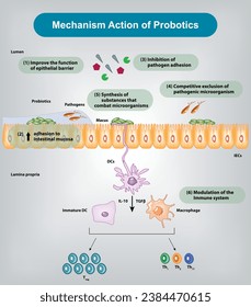 Mechanism of action of Probiotics Vector