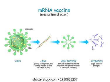 mechanism of action of the RNA vaccine. COVID-19. pandemics caused development of the mRNA technology for new way to deliver a messenger RNA into a cell to produce antigens and antibodies.