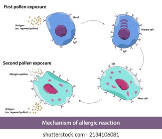 Mechanism Of Allergy. Antigens Like Pollen Grain Which Are Harmless But Lead To Hypersensitivity And Activation Of Mast Cell Degranulation. Immune Response Towards Harmless Antigens