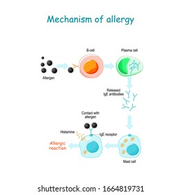 Mechanism of allergy.  IgE molecules attach themselves to mast cells. When allergen enters the body for the second time, the IgE antibodies reacts. mast cells release histamine 