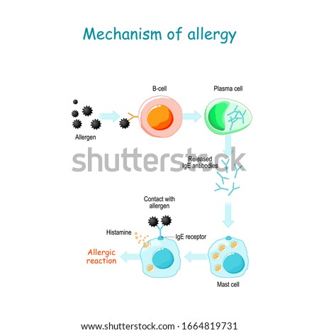 Mechanism of allergy.  IgE molecules attach themselves to mast cells. When allergen enters the body for the second time, the IgE antibodies reacts. mast cells release histamine 