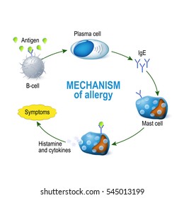 Mechanism Of Allergy. Mast Cells And Allergic Reaction.