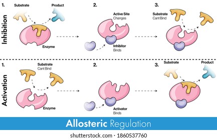 Mechanism of allosteric regulation of Enzyme: bot positive and negative models. vector design medical illustration 