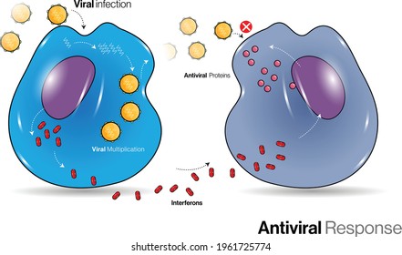 Mechanism of antiviral response in Human immune cells.