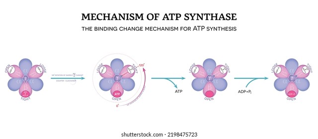 Mechanism of ATP synthase. The binding change mechanism for ATP synthesis.  120° rotation of gamma (γ) subunit counter- clockwise.