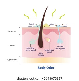 O mecanismo da ilustração do odor corporal. O odor corporal é causado por uma mistura de bactérias e suor na superfície da pele. Seção transversal do folículo piloso, glândula sudorípara écrina e apócrina, produz odor corporal.