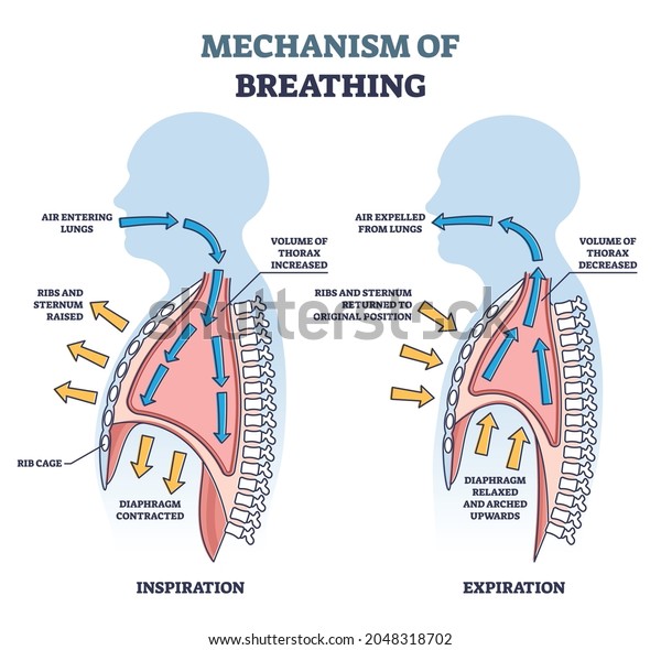 Mechanism of breathing as anatomical process\
explanation outline diagram. Labeled educational scheme with\
inspiration or expiration differences as respiratory inhale, exhale\
system vector\
illustration