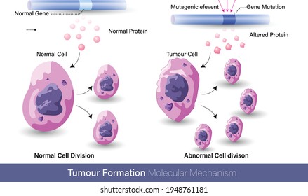 Mechanism of cancer or tumor formation due to mutation or metastasis vector design, tumor growth: proliferation of cells process