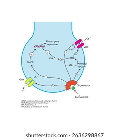 Mecanismo da via de sinalização do receptor CB1 canabinóide em neurônios mostrando inibição da liberação de neurotransmissores, modulação do canal iônico e cascata intracelular na transmissão sináptica