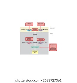 Mechanism of Dopaminergic Drugs in Parkinson’s Disease: Levodopa Metabolism, COMT inhibitors, Dopamine receptor agonists and others. Simple schematic illustration.