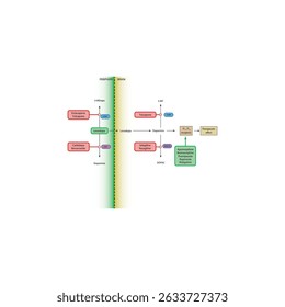Mechanism of Dopaminergic Drugs in Parkinson’s Disease: Levodopa Metabolism, COMT inhibitors, Dopamine receptor agonists and others. Simple schematic illustration.