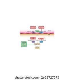 Mecanismo de fármacos dopaminérgicos na doença de Parkinson: metabolismo da levodopa, inibidores da COMT, agonistas dos receptores da dopamina e outros. Ilustração esquemática simples.