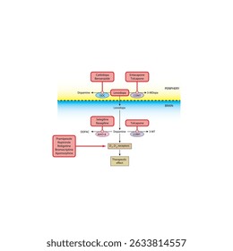 Mecanismo de fármacos dopaminérgicos na doença de Parkinson: metabolismo da levodopa, inibidores da COMT, agonistas dos receptores da dopamina e outros. Ilustração esquemática simples.