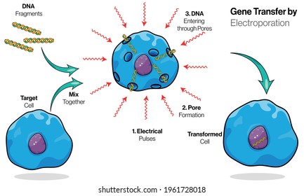 Mechanism Of Electroporation In Gene Transfer.