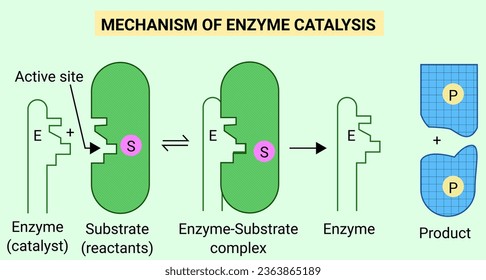 The Mechanism of enzyme catalysis