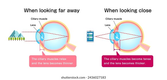 Mechanism of eyeball for looking far and near. Vector illustration.