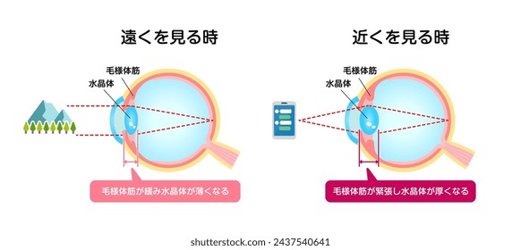 Mechanism of eyeball for looking far and near. Vector illustration. Translation: When looking far away, When looking close, Ciliary muscle, Lens, Lens becomes thinner, Lens becomes thicker.