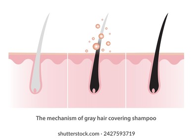 The mechanism of gray hair covering shampoo with scalp layer vector illustration isolated on white background. Herbal color serum, Coloring shampoo, hair care concept illustration.