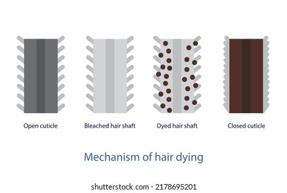 Mechanism of hair dying vector isolated on white background. Cross section of hair dye science, open cuticle, bleached, dyed hair shaft and closed cuticle. Hair color anatomy concept illustration.