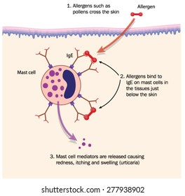 Mechanism of hay fever, showing pollen (allergen) binding to IgE on mast cell in the skin. Created in Adobe Illustrator.  Contains transparencies.  EPS 10.