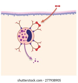 Mechanism of hay fever, showing pollen (allergen) binding to IgE on mast cell in the skin. Created in Adobe Illustrator.  Contains transparencies.  EPS 10.