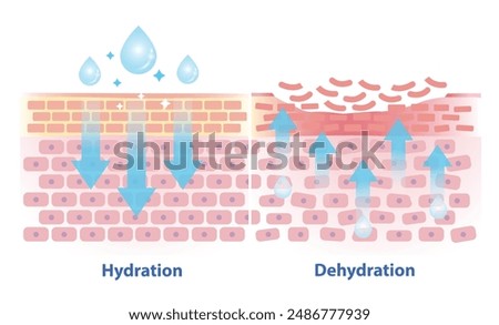 The mechanism of hydration and dehydration skin layer vector illustration isolated on white background. Comparison of skin absorb water, moisture and dry skin lacks water in the uppermost layer.