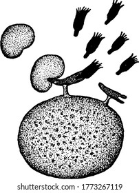 The mechanism of immunity and cytolysis. The figures in black indicate substances with toxic action. The labelled part 'd', shows the amboceptor, while attached to the cell, uniting the complement.