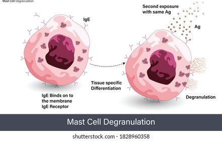 mechanism Of Mast cell degranulation during the allergic reaction induced by allergens like pollen grain vector