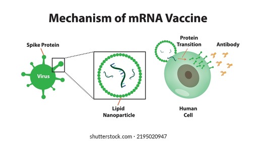 The mechanism of mRNA Vaccine, with protein transition Spike protein, Antibody Covid 19, vector illustration,