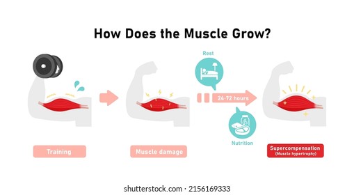 Mechanism of muscle growth ( supercompensation ). Vector illustration