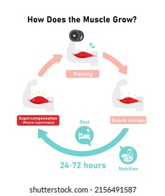 Mechanism of muscle growth ( supercompensation ). Vector illustration