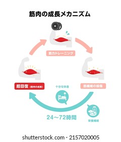 Mechanism of muscle growth ( supercompensation ). Vector illustration ( Japanese ). Translation: Training, Muscle damage, Rest, Nutrition, supercompensation, muscle growth