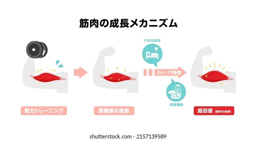 Mechanism of muscle growth ( supercompensation). Vector illustration ( Japanese ). Translation: Training, Damage, Rest, Nutrition, supercompensation, muscle growth.