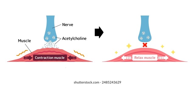 Mechanism of muscle relaxation by Botox. Vectror illustration.