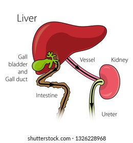 The mechanism of neutralization of toxins in the human body. Liver, gal bladder, intestine and kidney. Medical vector illustration