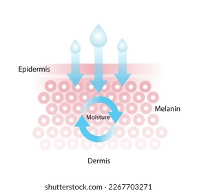 The mechanism of nutrient absorption through skin layer vector isolated on white background. Infographic of skin moisture. Skin care and beauty concept illustration.