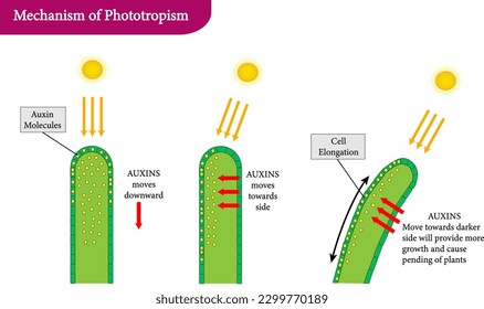 Mechanism of Phototropism in Plants
